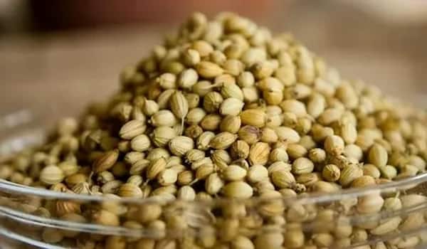 تصویر 1 از خرید تخم گشنیز برای فلافل + قیمت فروش استثنایی